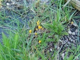 Mitrula paludosa image