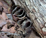 Urnula craterium image