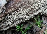 Xylobolus frustulatus image