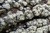 Xylobolus frustulatus image