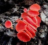 Sarcoscypha occidentalis image