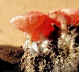 Sarcoscypha occidentalis image