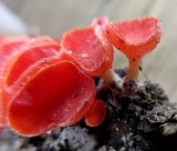 Sarcoscypha occidentalis image