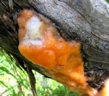 Fusicolla merismoides image