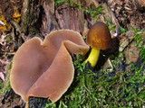 Pluteus romellii image