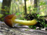Pluteus romellii image
