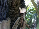 Pleurotus djamor image