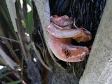 Pleurotus djamor image