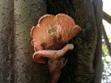Pleurotus djamor image