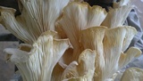 Pleurotus djamor image