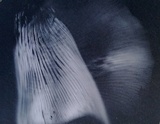 Pleurotus djamor image