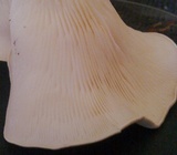 Pleurotus djamor image