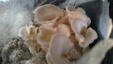 Pleurotus djamor image