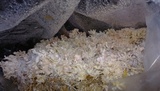 Pleurotus djamor image