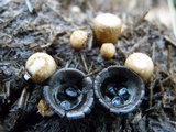 Cyathus stercoreus image