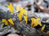 Dacryopinax spathularia image