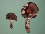 Russula graveolens image