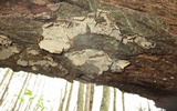 Xylobolus subpileatus image