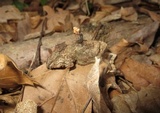 Xylobolus subpileatus image