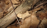 Xylobolus subpileatus image
