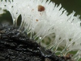 Ceratiomyxa fruticulosa var. fruticulosa image