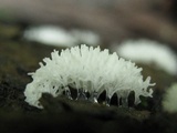 Ceratiomyxa fruticulosa var. fruticulosa image