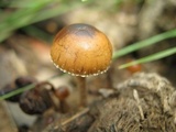Psilocybe coprophila image