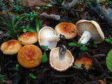 Hygrophorus subsalmonius image