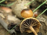 Psilocybe coprophila image