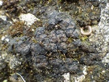 Endocarpon pusillum image