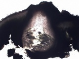 Endocarpon pusillum image