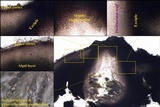 Endocarpon pusillum image