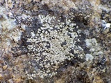 Rinodina atrocinerea image