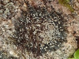 Rinodina atrocinerea image