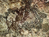 Rinodina atrocinerea image