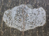 Arthothelium ruanum image