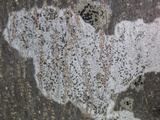 Arthothelium ruanum image