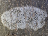 Arthothelium ruanum image