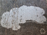 Arthothelium ruanum image
