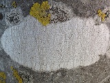 Arthothelium ruanum image