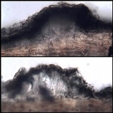 Arthothelium ruanum image