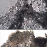 Arthothelium ruanum image