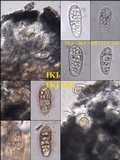 Arthothelium ruanum image