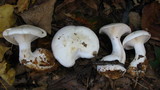 Clitocybe robusta image
