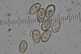 Kuehneromyces lignicola image