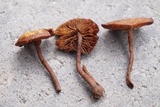 Kuehneromyces lignicola image