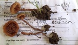 Kuehneromyces lignicola image