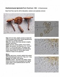 Kuehneromyces lignicola image