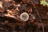 Resupinatus applicatus image