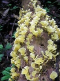 Cotylidia aurantiaca image